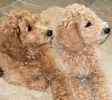 Goldendoodle puppies for sale 