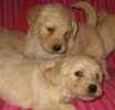 Goldendoodle puppies for sale 