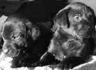 Labrador Retriever puppies for sale 