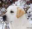 Labrador Retriever puppies for sale 