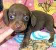 Dachshund puppies for sale 