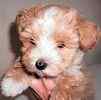 Maltipoo puppies for sale