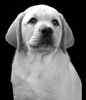 Labrador Retriever puppies for sale 