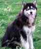 Alaskan Malamute puppies for sale