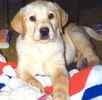 Labrador Retriever puppies for sale 