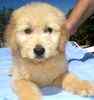 Goldendoodle puppies for sale
