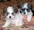 Malti Tzu puppies for sale