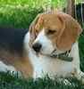 Beagle puppies for sale
