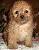 Toy Poodle puppies for sale 