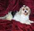 Biewer Yorkie puppies for sale 