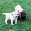 Labrador Retriever puppies for sale 