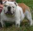 English Bulldog puppies for sale 