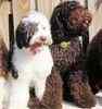 Australian Labradoodle puppies for sale