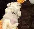 Standard Poodle puppies for sale