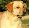 Labrador Retriever puppies for sale 