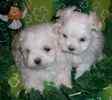 Maltese dogs for sale