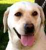 Labrador Retriever puppies for sale 