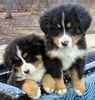Bernese Mountain Dog puppies for sale 