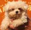 Classified ad for Maltese breeder