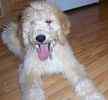 Goldendoodle puppies for sale