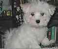 Maltese pups for sale