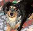 Dachshund puppies for sale