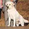 Labrador Retriever puppies for sale 