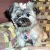 Malti Tzu puppies for sale 