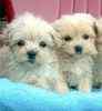 Maltepoo puppies for sale 