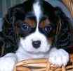 Cavalier King Charles Spaniel puppies for sale