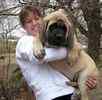 English Mastiff puppies for sale