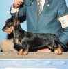 Miniature Dachshund puppies for sale 