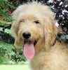 Goldendoodle puppies for sale 