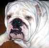 English Bulldog puppies for sale 