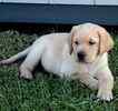 Labrador Retriever puppies for sale