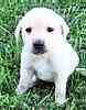 Lab puppies for sale