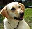 Labrador Retriever puppies for sale
