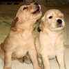 Goldendoodle puppies for sale