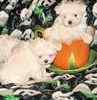 AKC Maltese breeder