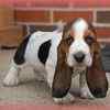 Basset Hound puppies for sale