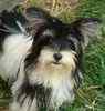Biewer Yorkshire Terrrier puppies for sale 