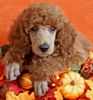 Standard Poodle puppies for sale