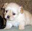 Peekapoo puppies for sale
