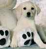 Labrador Retriever puppies for sale