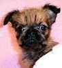 Brussels Griffon puppies for sale