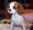 Cavalier King Charles Spaniel puppies for sale