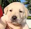 Labrador Retriever puppies for sale