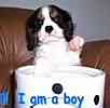 Cavalier King Charles Spaniel puppies for sale