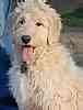 Goldendoodle puppies for sale