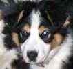 Australian Shepherd puppies for sale